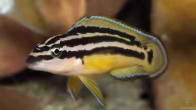 Julidochromis-Arten aus dem Tanganjikasee