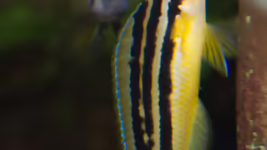 Julidochromis ornatus im Aquarium