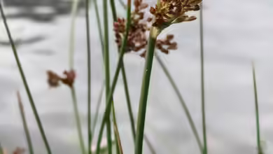 Juncus effusus am Gartenteich