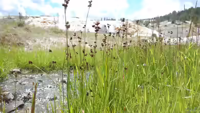 Juncus ensifolius am Gartenteich