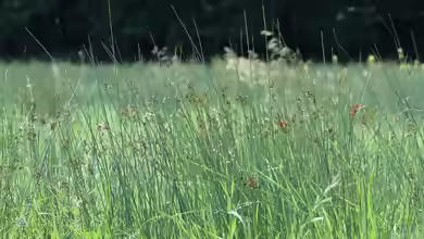 Juncus inflexus am Gartenteich