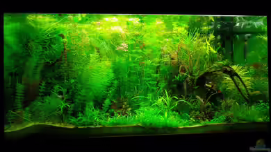 Jungle Underwater von Daniel Gall