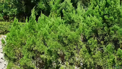 Juniperus chinensis im Garten pflanzen