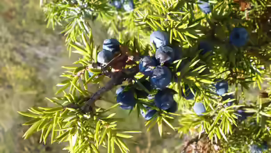 Juniperus communis im Garten pflanzen