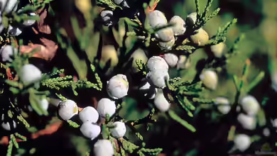 Juniperus virginiana im Garten pflanzen