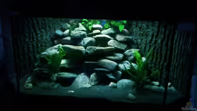 Just another Malawi-Tank von Daniel Kastner