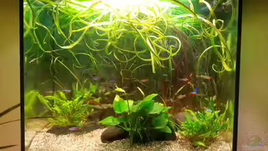 juwel 120 l grünes durcheinander von mstard