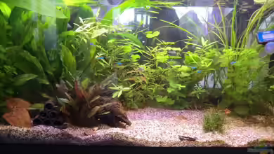 Juwel 180 Panoramabecken von Tierfreundin