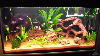 Juwel 200 Liter von Red_Devil