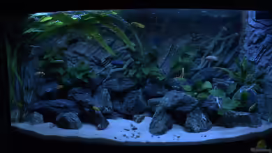 Juwel 260 vision von Bäumchen