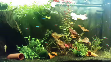 Juwel-aquarium Rio 240 von Die Hängenden Gärten