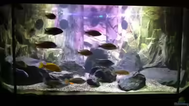 Juwel Delta 300 günstig abzugeben!!!!!