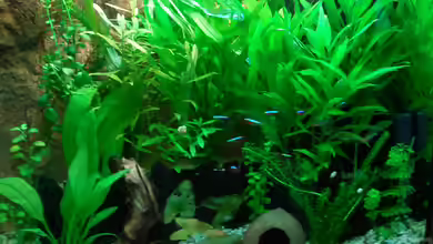 Juwel Lido 120 Buche von Aquarius