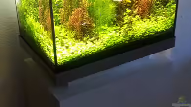 Juwel Lido 120 von Micha73