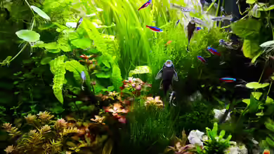 Juwel Lido 120 von Wuppi