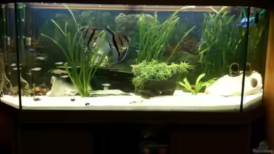 Juwel Old School von Red Belly