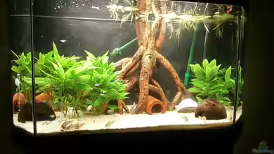 Juwel Panorama 130 von Steffen66