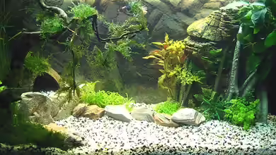 Juwel Rekord von Zerosun8311