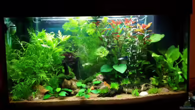 Juwel RIO 125 - Gesellschaftsaquarium von Pitt1platsch