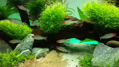 Juwel RIO 125 von aquaristikman