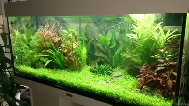 Juwel Rio 180 von Franky