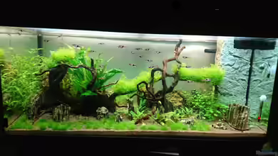 Juwel Rio 180 von ulli85