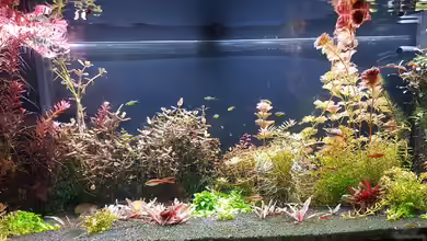 Juwel Rio 240 L von Valhall