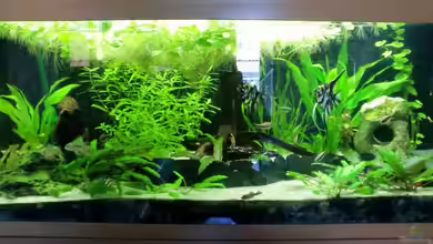 Juwel Rio 240 von schecki