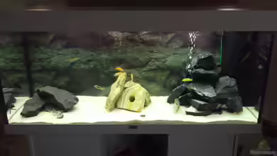 Juwel Rio 240 von Waldemar Becker