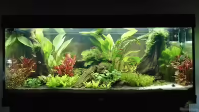 Juwel Rio 240l LED Südamerika von rembrandt