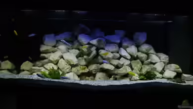 Juwel RIO 400 Malawi von Anubis