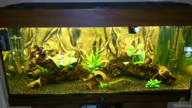 juwel rio von oli.k85