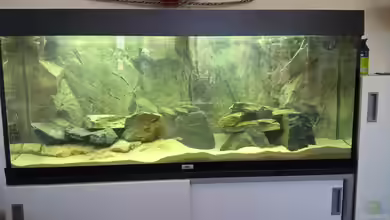 Juwel RIO240 mit BTN Rückwand und EHEIM 2078 von Frank Furt