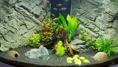 Juwel Trigon 190 von Jan Ebeling