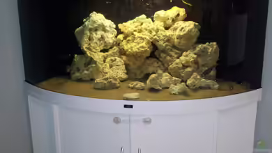 Juwel Trigon 350 Eck Aq von ibozkurt