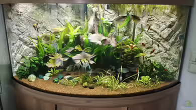 Juwel Trigon 350 Eckaquarium von Ickebins