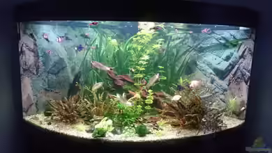 Juwel Trigon 350 Wohnzimmer von Chris de Bird