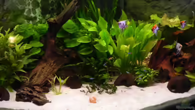 Juwel Trigon 350 von Maximilian Grund