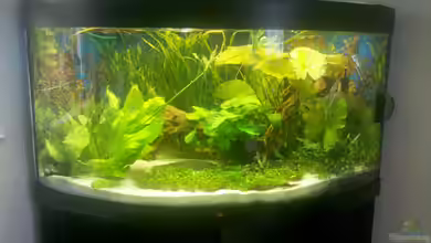 Juwel Trigon 350 von Drulli