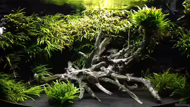 Juwel Trigon 350 von K.S.