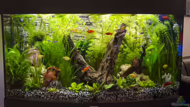 Juwel-Vision-180 von Desperado