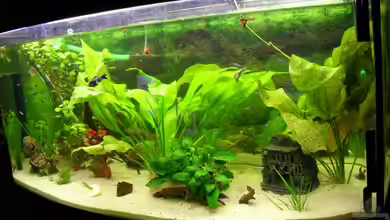 Juwel Vision 260 Panorama von Brianna