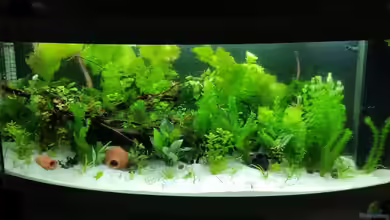 Juwel Vision 450 von Matthias Junge