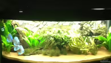 Juwel Vision von Patrick Peters