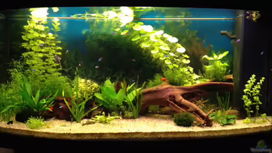 JUWEL_Vision260 von Oskar