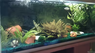 Juwel von DirtyHarry