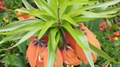 Kaiserkrone (Fritillaria imperialis)