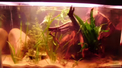 Kakaduzwergbuntbarsch/ Artenbecken von Andre@