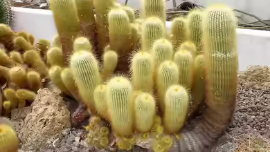 Kakteen im Terrarium pflegen