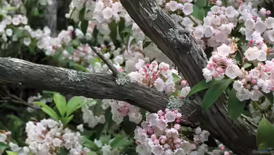 Kalmia latifolia im Garten pflanzen